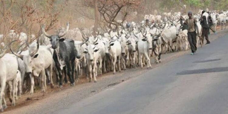 Herdsmen