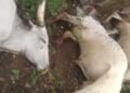 Thunder, Lightning kill cows in Ogun