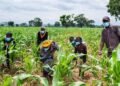 Corn farming to curb food crisis