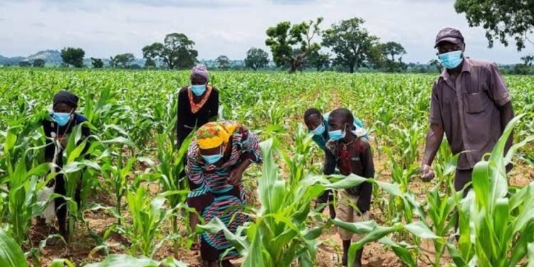 Corn farming to curb food crisis