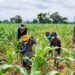 Corn farming to curb food crisis