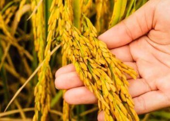 Rice farm to portray price hike