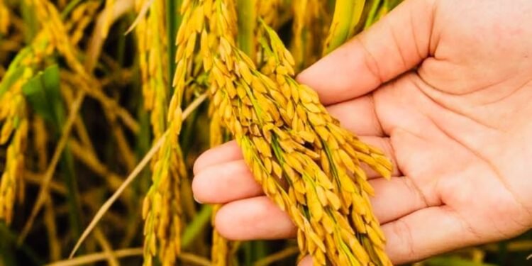 Rice farm to portray price hike