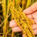 Rice farm to portray price hike