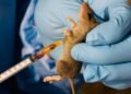 Lassa Fever