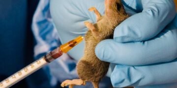 Lassa Fever