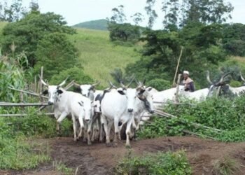 Open Grazing - cattles in a farm