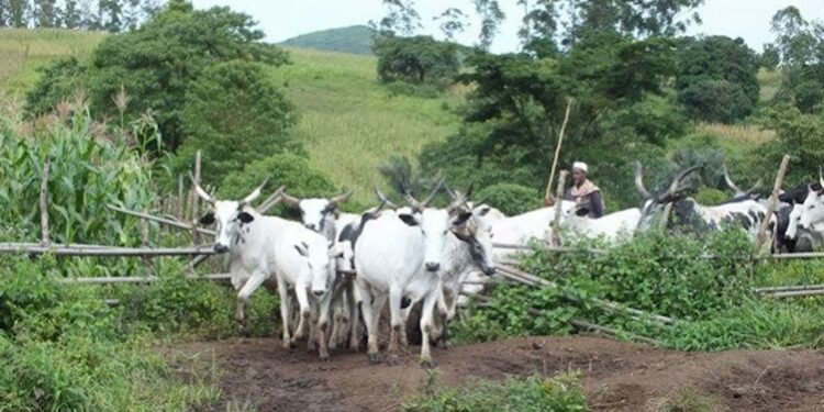 Open Grazing - cattles in a farm