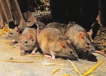 Lassa Fever Outbreak in Benue: Death Toll Rises to Two, Cases Hit Nine