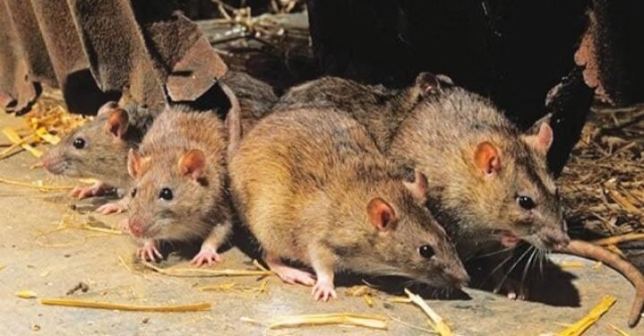 Lassa Fever Outbreak in Benue: Death Toll Rises to Two, Cases Hit Nine