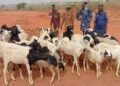 Police Nab Four Over Cattle Rustling, Recover 42 Sheep  ‎
