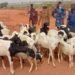 Police Nab Four Over Cattle Rustling, Recover 42 Sheep  ‎