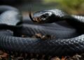 Anti-Snake: Kwara Orders Statewide Fumigation Over Rising Snake Bite Threat