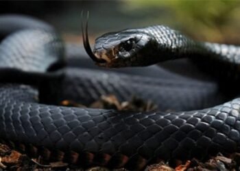 Anti-Snake: Kwara Orders Statewide Fumigation Over Rising Snake Bite Threat