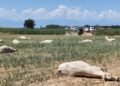 Adamawa Cow Deaths Linked to Suspected Grass Poisoning After First Rainfall