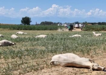 Adamawa Cow Deaths Linked to Suspected Grass Poisoning After First Rainfall
