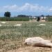 Adamawa Cow Deaths Linked to Suspected Grass Poisoning After First Rainfall