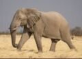 ‎Wild Elephant Attack Leaves One Dead, Another Missing in Oyo Community  ‎