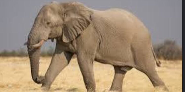 ‎Wild Elephant Attack Leaves One Dead, Another Missing in Oyo Community  ‎