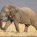 ‎Wild Elephant Attack Leaves One Dead, Another Missing in Oyo Community  ‎