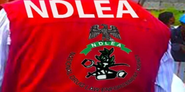 ‎NDLEA Busts Drug Networks in Abuja, Arrests 132 Suspects in Major Crackdown