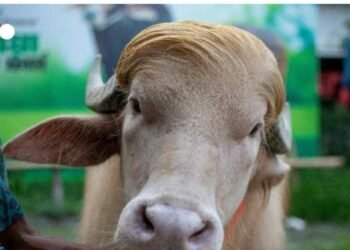‎Donald Trump Lookalike Albino Buffalo Spared From Eid Sacrifice 