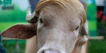 ‎Donald Trump Lookalike Albino Buffalo Spared From Eid Sacrifice 