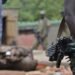 Police Mobile Force Attack: How Gunmen Struck at Midnight, Killed 2, Injured Others