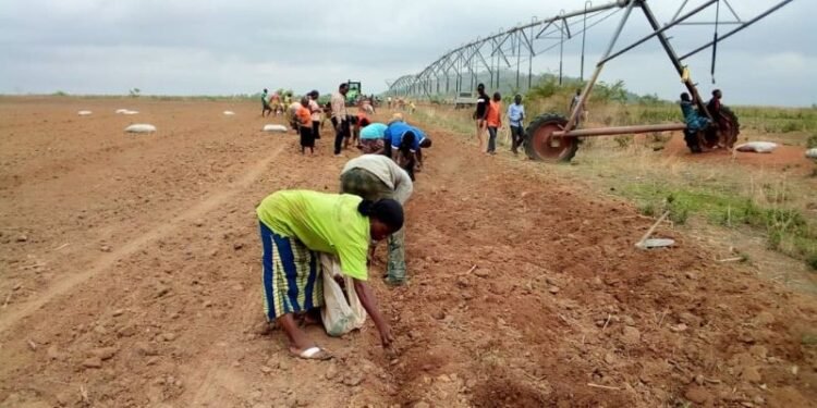 Anambra Agriculture Set for Major Overhaul Under Soludo’s 2026 Vision