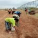 Anambra Agriculture Set for Major Overhaul Under Soludo’s 2026 Vision