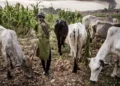 Fulani Herders Cut Plateau Farmer’s Hand After Dispute Over Fallen Cow [Photo]