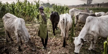 Fulani Herders Cut Plateau Farmer’s Hand After Dispute Over Fallen Cow [Photo]