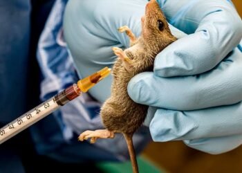 Lassa fever confirmed in Anambra as state activates emergency response