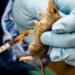 Lassa fever confirmed in Anambra as state activates emergency response